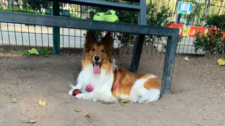 ¡Perritos en peligro! Autoridades de la Ciudad de México rescatan a 19 durante 2022