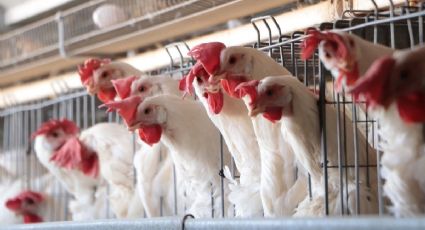Sader: Vacunación en Sonora contra gripe aviar en granjas sigue detenida