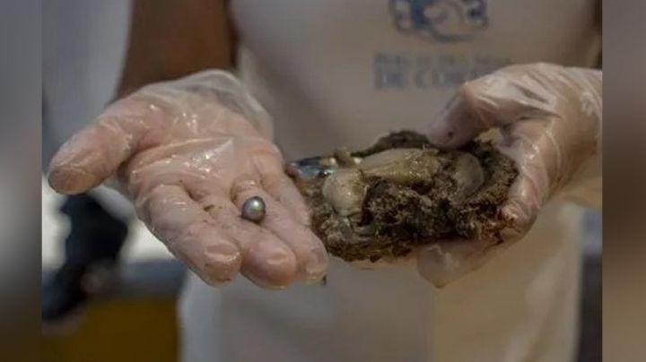 Granja de Miramar en Guaymas cierra con una cosecha de 4 mil perlas del Mar de Cortés