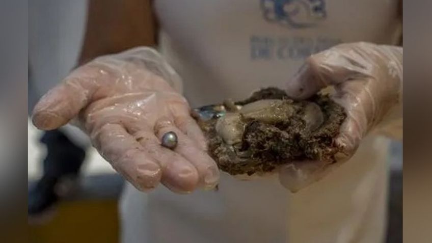 Granja de Miramar en Guaymas cierra con una cosecha de 4 mil perlas del Mar de Cortés