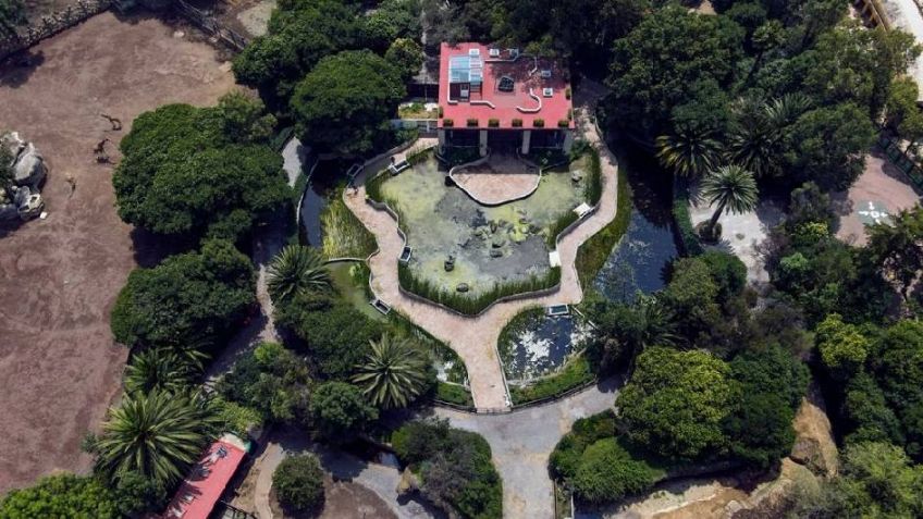 Conoce el Museo del Axolote en el Bosque de Chapultepec: Así van las obras