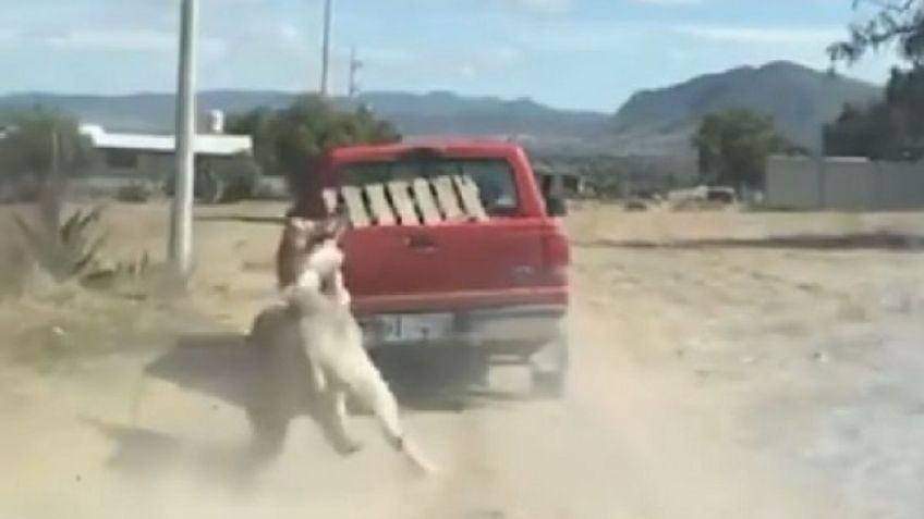 ¡Indignante! Conductor amarra a un burro a una camioneta y lo arrastra; autoridades investigan