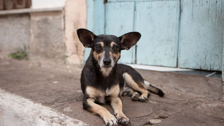 Cajeme: Falta de apoyo municipal ahoga a los rescatistas de animales callejeros