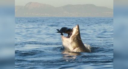 ¡Alerta! Piden no ingresar a las playas de Huatabampo por la presencia de un tiburón