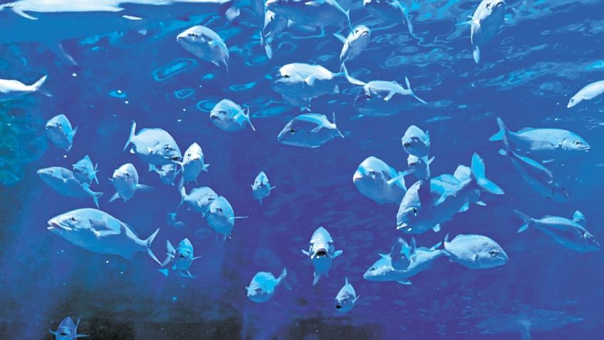 La misteriosa muerte de la bióloga Monserrat en acuario de la CDMX ya es investigada: FGJ