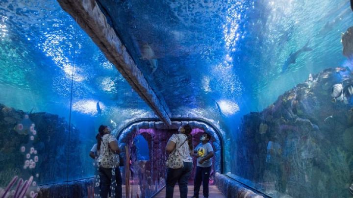 Esta fue la causa de la muerte de la bióloga Monserrat en el famoso acuario de la CDMX