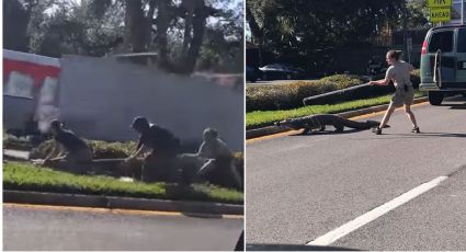 VIDEO: Cocodrilo huye de camioneta donde era transportado y genera caos en calles de Florida