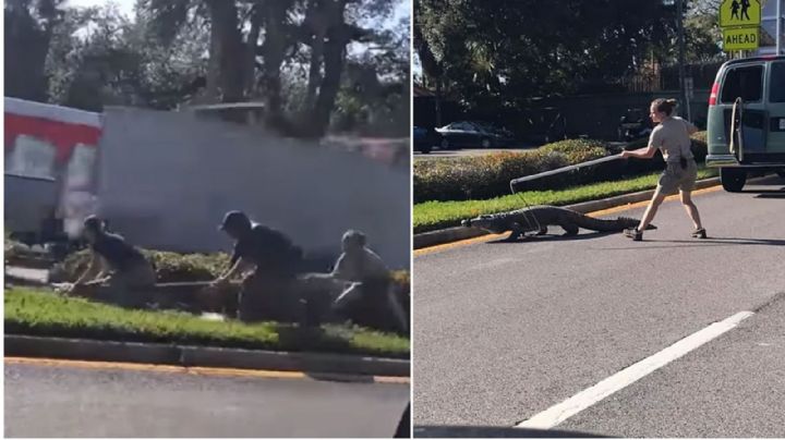 VIDEO: Cocodrilo huye de camioneta donde era transportado y genera caos en calles de Florida