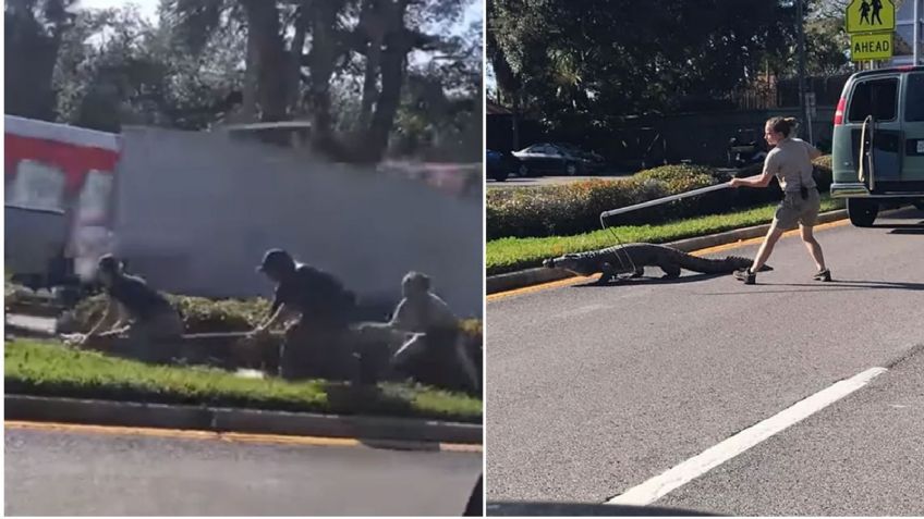 VIDEO: Cocodrilo huye de camioneta donde era transportado y genera caos en calles de Florida