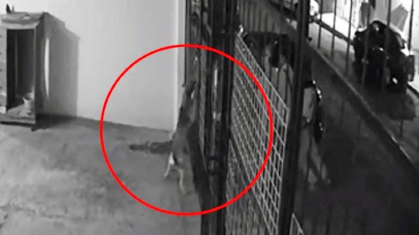 VIDEO: Captan terrible momento en que sujetos armados disparan contra perrita en Hidalgo