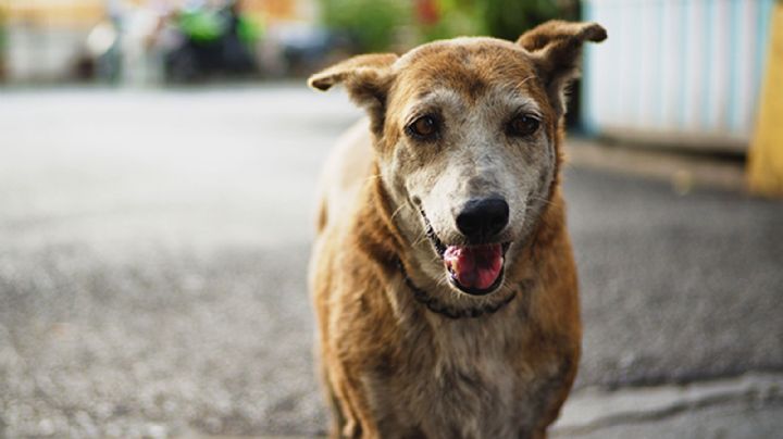 Continúan reportes de perros y gatos envenenados en Ures; calculan más de 40 víctimas
