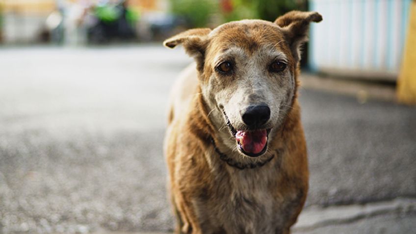 Continúan reportes de perros y gatos envenenados en Ures; calculan más de 40 víctimas