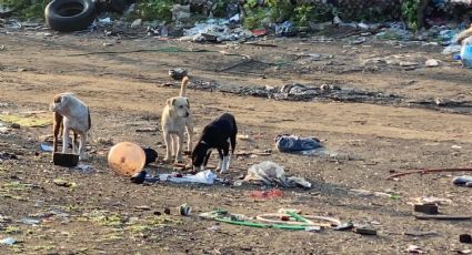 Terror en Edomex: Tras ser atacada por perros callejeros, muere fémina en nosocomio