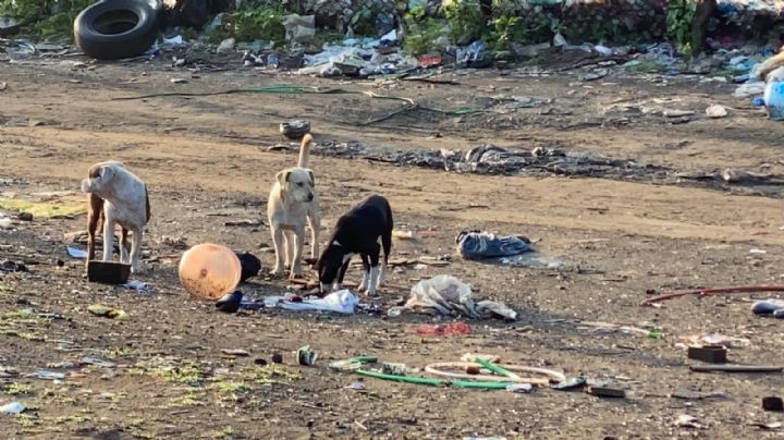 Terror en Edomex: Tras ser atacada por perros callejeros, muere fémina en nosocomio