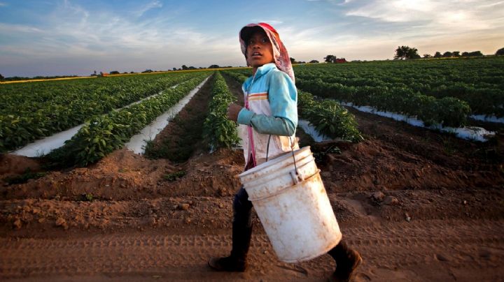 Trabajo infantil en México, un problema latente en Sonora causado por la pobreza