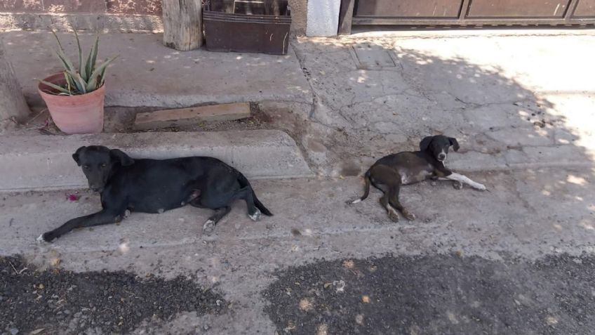 Animales callejeros, un problema que provoca otras afectaciones para los hermosillenses