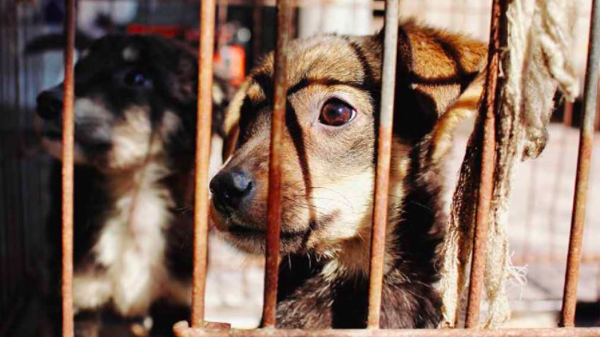 No más maltrato animal: Autoridades de Morelos buscan a un sujeto que atenta contra perros y gatos