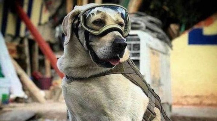 En peligro: 'Frida', la 'perrita' rescatista de la Marina presenta problemas de salud graves