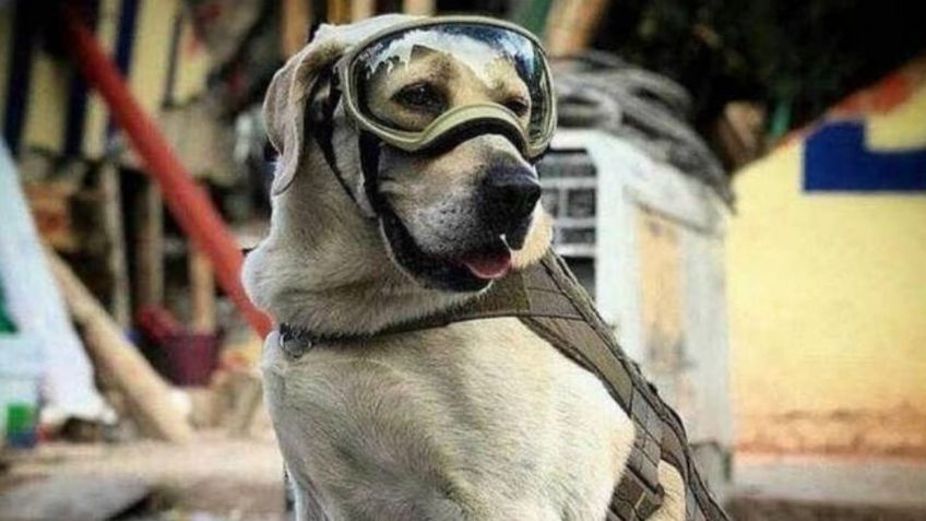 En peligro: 'Frida', la 'perrita' rescatista de la Marina presenta problemas de salud graves