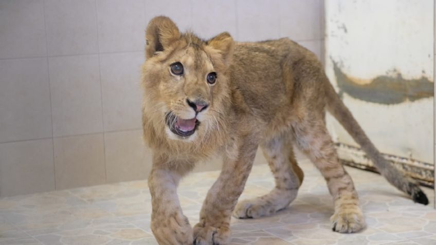VIDEOS: Autoridades aseguran a un cachorro de león que deambulaba en calles de Ecatepec
