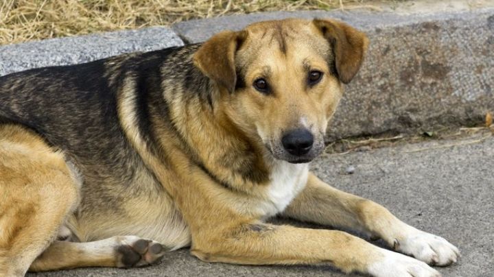 De nueva cuenta: Denuncian envenenamiento de perros en Xalatlaco; hay 10 canes muertos