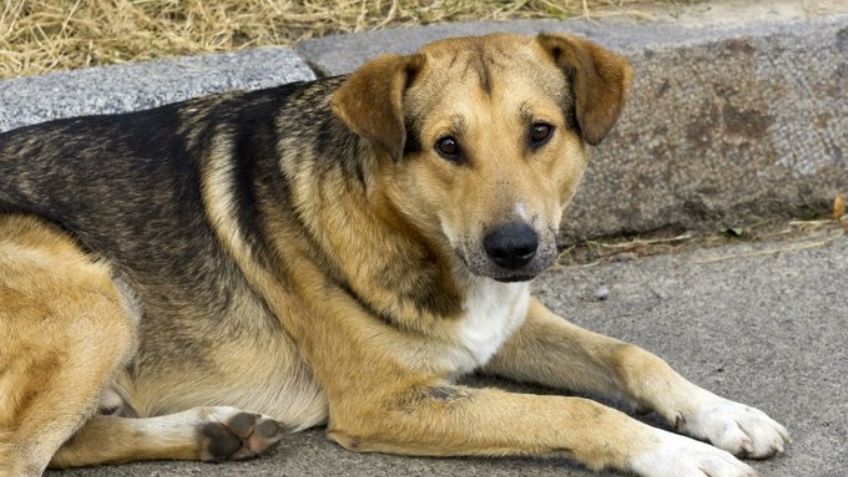 De nueva cuenta: Denuncian envenenamiento de perros en Xalatlaco; hay 10 canes muertos