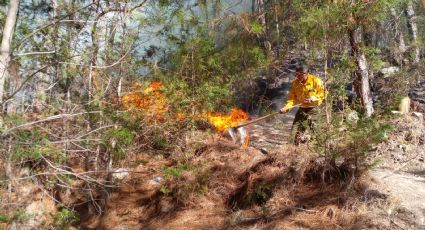 Hay cuatro incendios forestales activos en Sonora, reporta Protección Civil