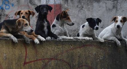 Tenía solo 3 años: Mientras juega, niño es atacado por jauría de perros; muere minutos después