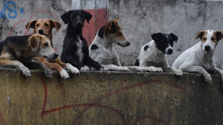 Tenía solo 3 años: Mientras juega, niño es atacado por jauría de perros; muere minutos después
