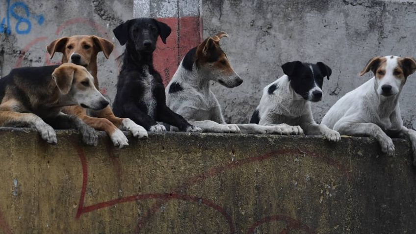 Tenía solo 3 años: Mientras juega, niño es atacado por jauría de perros; muere minutos después