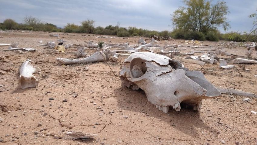 Sequía en México: Un problema presente que amenaza el futuro de Sonora