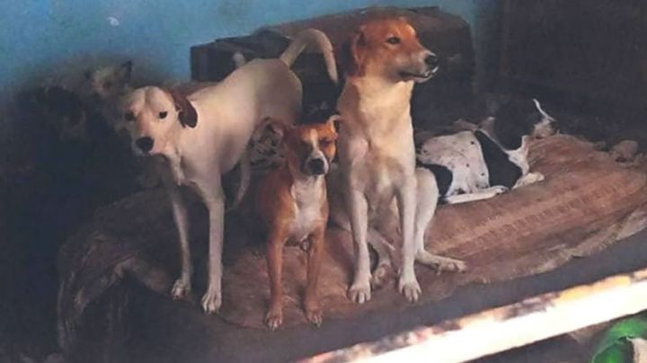 Tenían más de 40 perros: 2 sujetos los mataban y servían su carne en un puesto de tacos