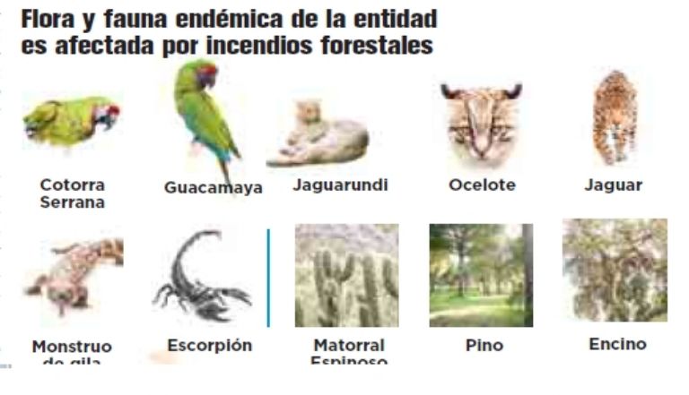 Flora y fauna afectada por incendios en Sonora