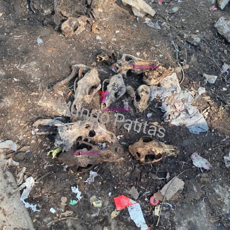 En la imagen, los restos óseos hallados en la vivienda de Tultitlán