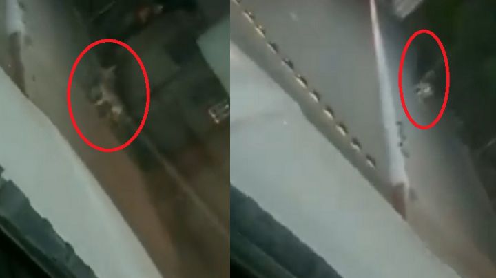 ¡De no creerse! Lobo suelto en calles de Ciudad Obregón causa pánico; PC y Bomberos se movilizan