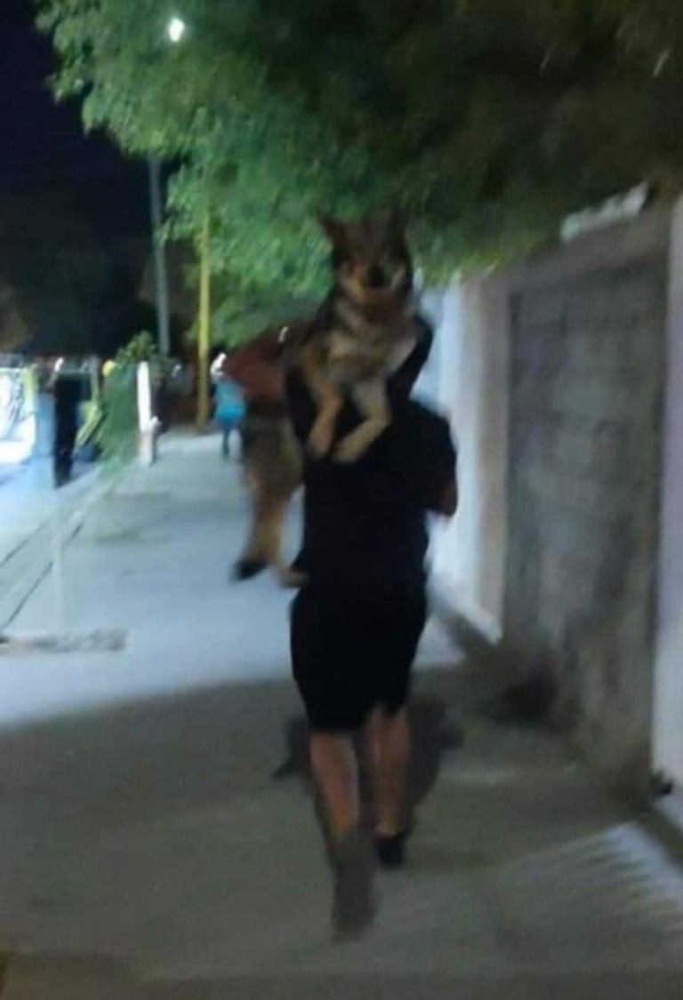 En la imagen, el lobo que causó pánico en calles de Ciudad Obregón