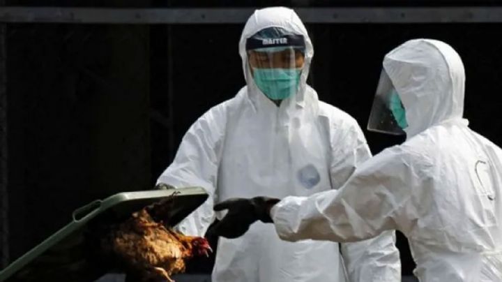 China detecta primer caso de cepa H3N8 de la gripe aviar; aseguran riesgo de contagio es bajo