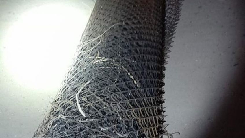 Hermosillo: Por robar cerco de una escuela, arrestan a Ever Alberto 'N' en Las Lomas