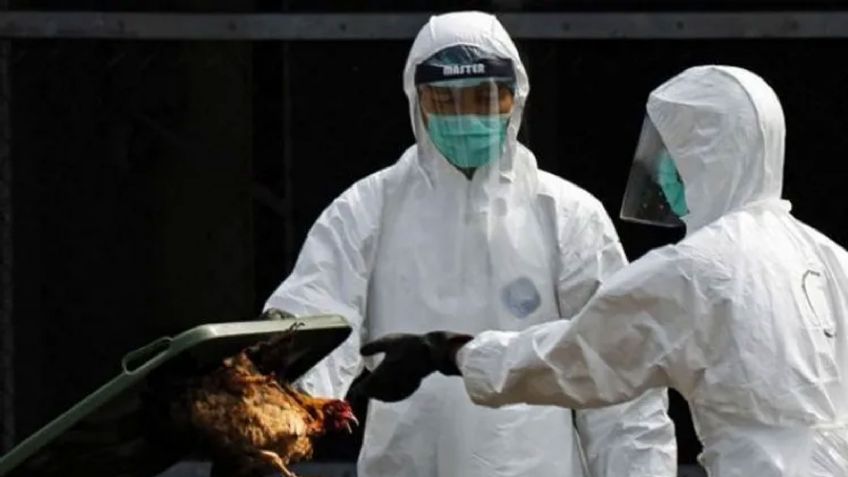 China detecta primer caso de cepa H3N8 de la gripe aviar; aseguran riesgo de contagio es bajo