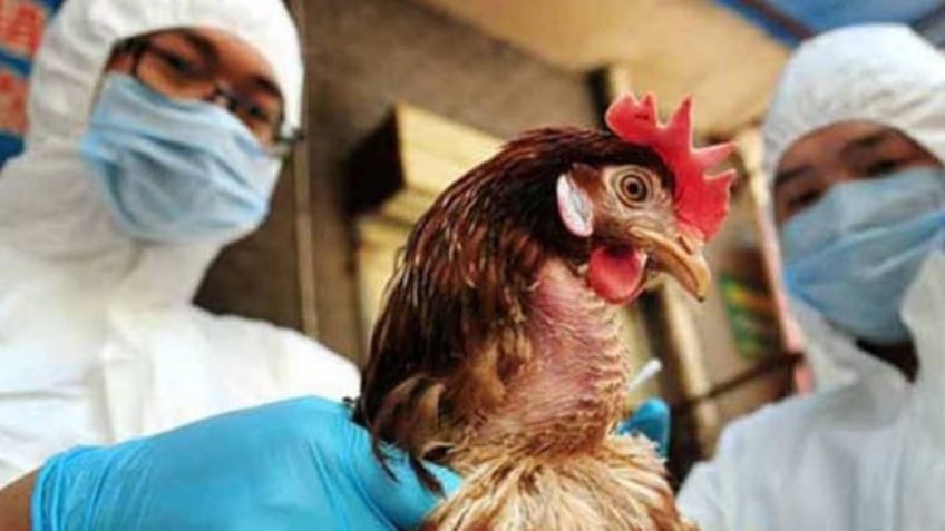 Aves de corral en peligro por aumento de gripe aviar; Durango y Coahuila registran más casos