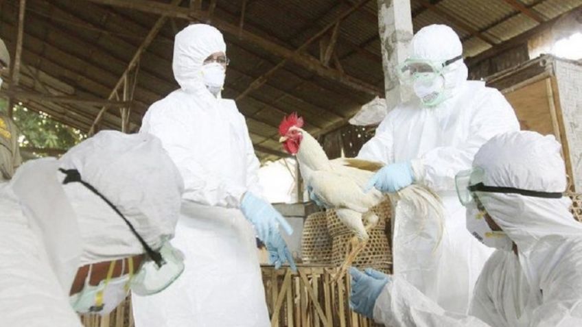 ¿Nueva crisis? EU confirma primer caso de gripe aviar en humanos; estos son los síntomas