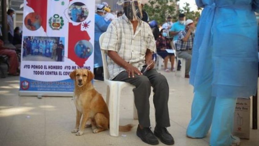 ¡De no creerse! Investigan a canino por 'contagiar' a familia mexicana de Covid-19