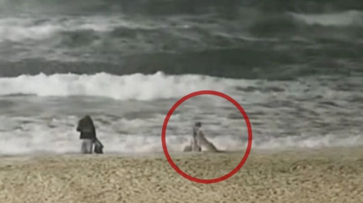 De terror: FUERTE VIDEO muestra el momento en que un coyote ataca a una niña