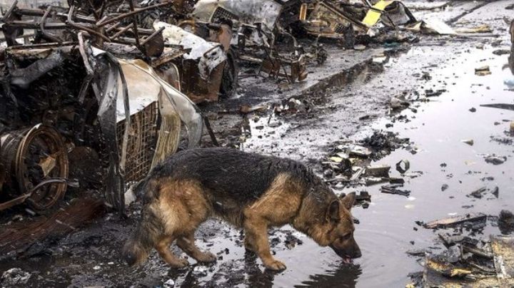 Las otras víctimas de la guerra en Ucrania: Localizan refugio animal con 300 perros muertos