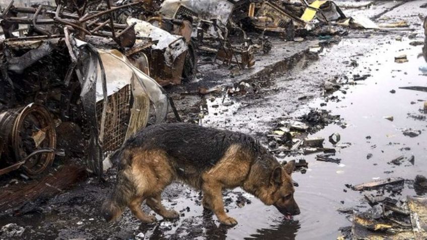 Las otras víctimas de la guerra en Ucrania: Localizan refugio animal con 300 perros muertos