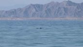 Foto ilustrativa de la nota titulada ¡Hay esperanza! Avistan 2 crías de la vaquita marina; podría comenzar a alejarse de la extinción