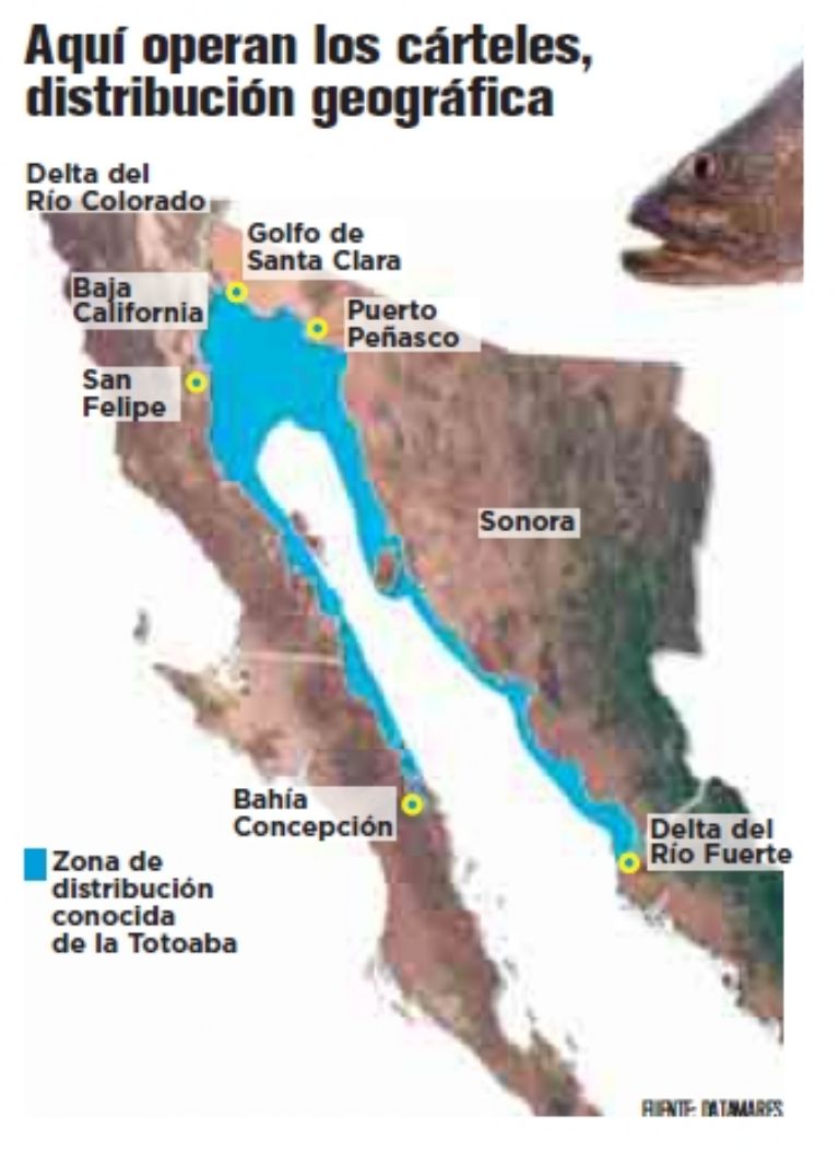 Aquí operan los cárteles mexicanos