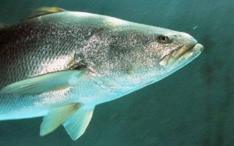 Totoaba, la cocaína del mar