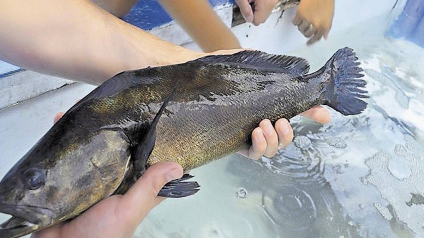 Grupos criminales se adueñan del mar en México: Trafican con especies marinas protegidas