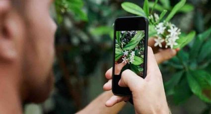 ¿Shazam de plantas? Apple lanza función gratuita para identificar diferentes especies